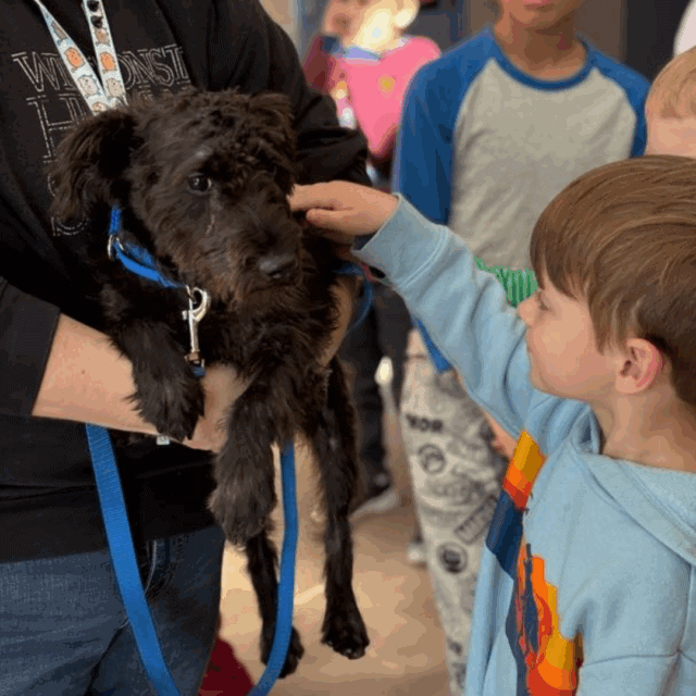 A black dog wearing a blue harness is held by an adult while a young boy pets its head. Other people are visible in the background.
